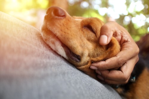 Thai pet insurance startup wins Samart Innovation Award